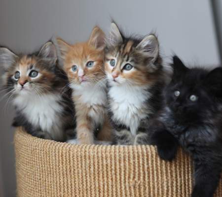 Four kitens in a basket.